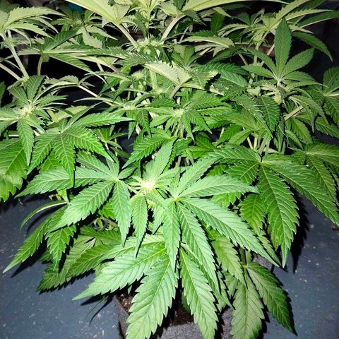 Critical 1 growlog timeline photo
