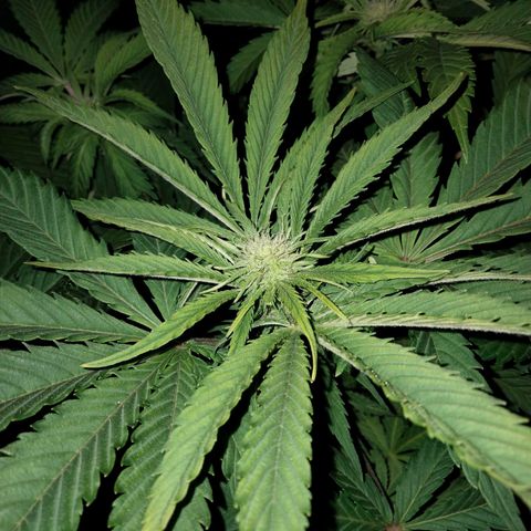 Critical 1 growlog timeline photo