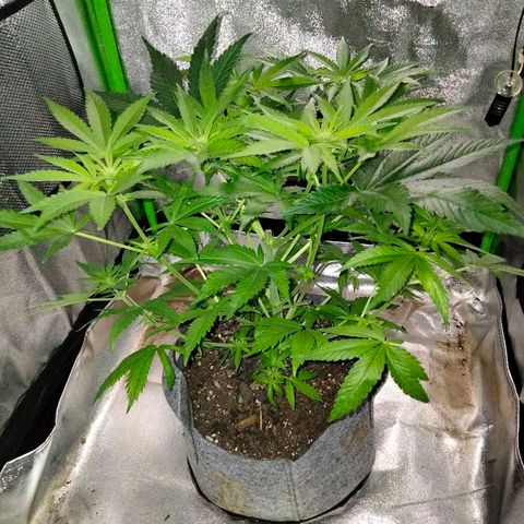 Special 1 growlog timeline photo