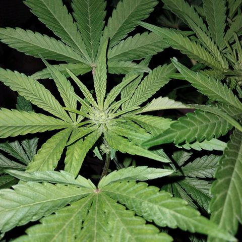 Special 1 growlog timeline photo