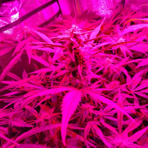 Orion 1 growlog timeline photo