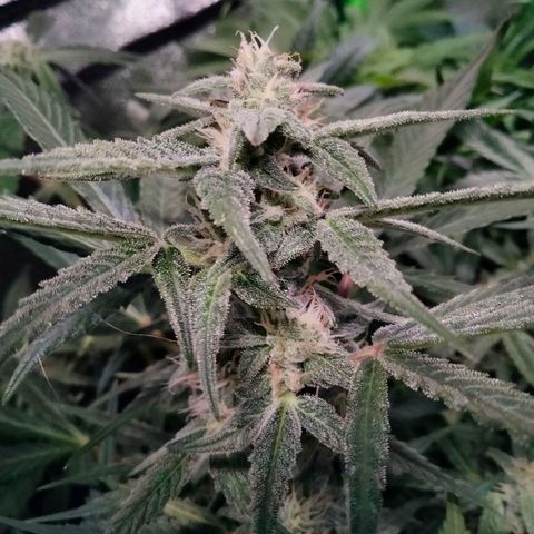 Orion 1 growlog timeline photo