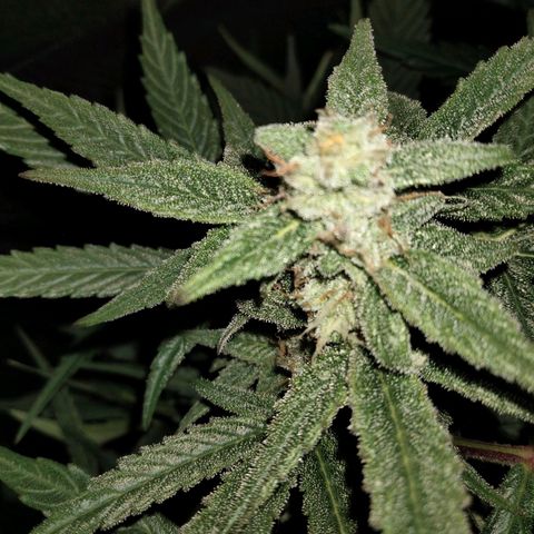 Orion 1 growlog timeline photo
