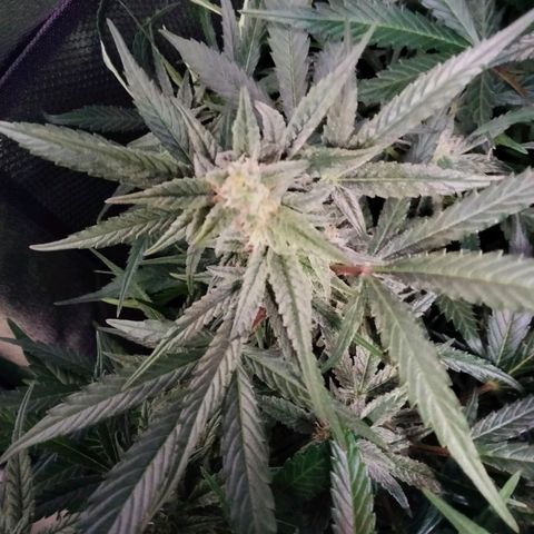 Orion 1 growlog timeline photo
