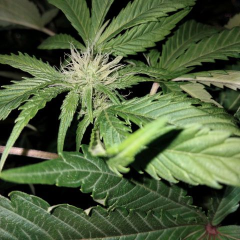 Critical 1 growlog timeline photo