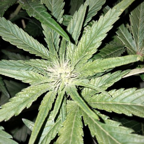 Special 1 growlog photo: Started flowering 