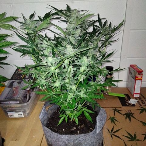 Orion 1 growlog timeline photo