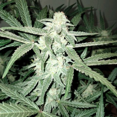 Orion 1 growlog timeline photo