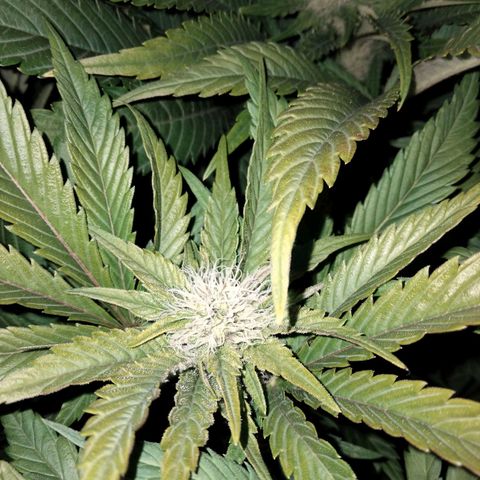 Critical 1 growlog timeline photo