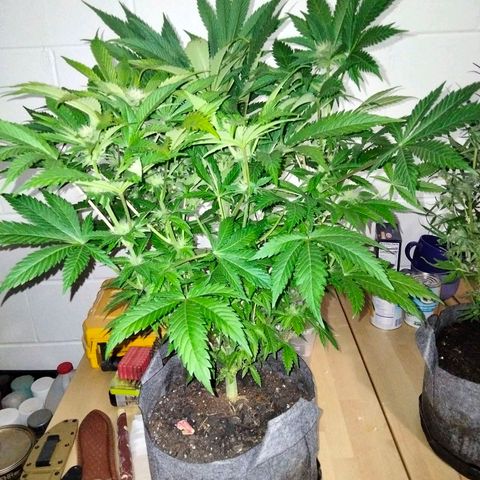 Critical 1 growlog timeline photo