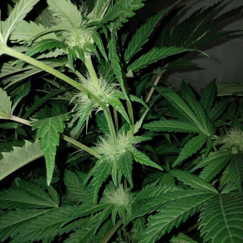 Critical 1 growlog timeline photo