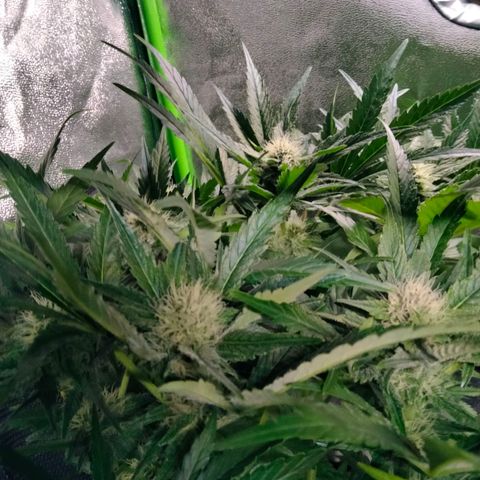 Special 1 growlog timeline photo