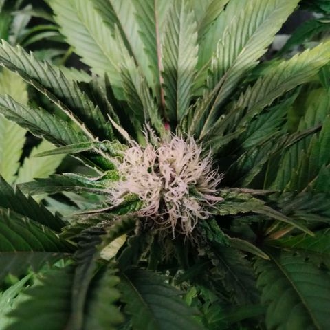 Critical 1 growlog timeline photo