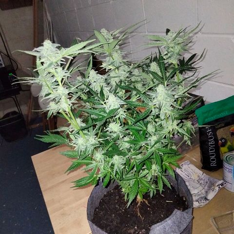 Orion 1 growlog timeline photo