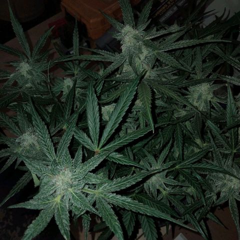 Orion 1 growlog timeline photo