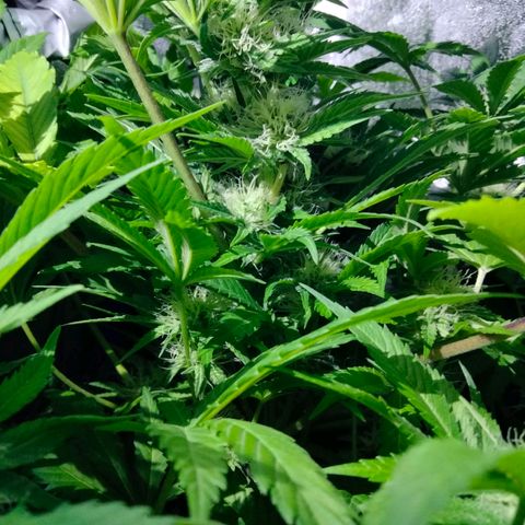 Critical 1 growlog timeline photo