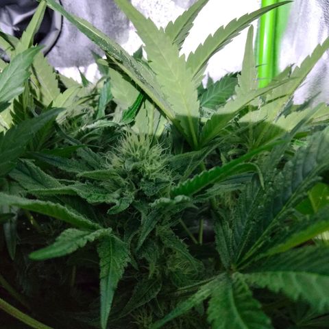 Special 1 growlog timeline photo