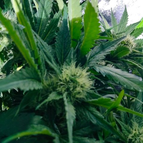Special 1 growlog photo: Going to be my favorite 