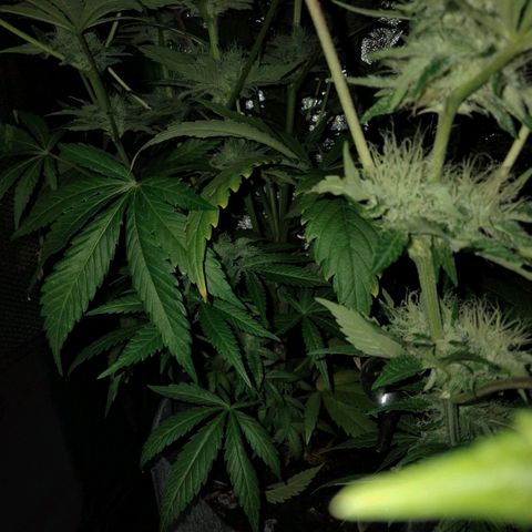 Special 1 growlog timeline photo