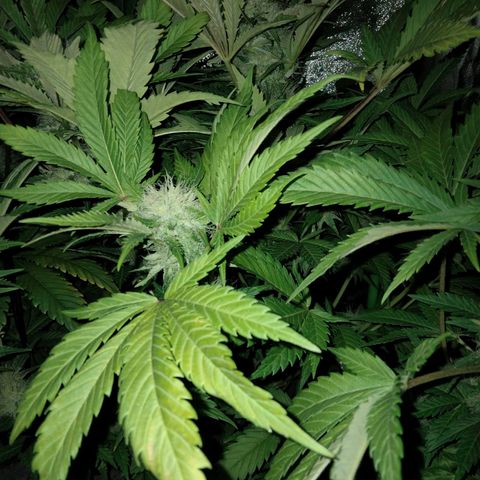 Critical 1 growlog timeline photo