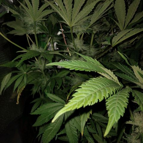 Special 1 growlog timeline photo