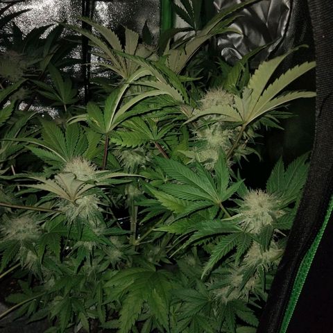 Critical 1 growlog timeline photo