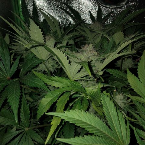 Special 1 growlog timeline photo