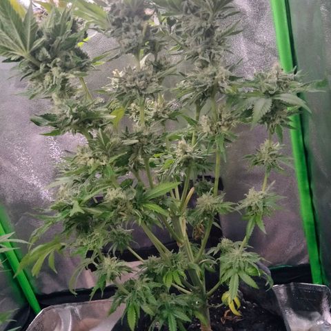 Critical 1 growlog timeline photo