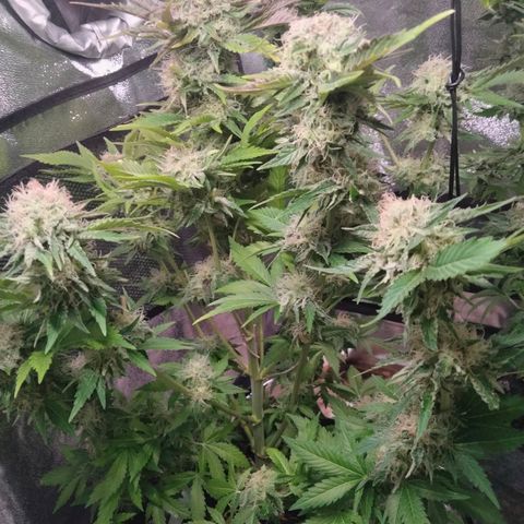 Special 1 growlog timeline photo