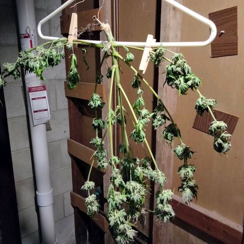 Critical 1 growlog timeline photo