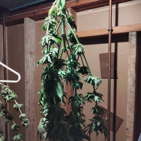 Special 1 growlog timeline photo