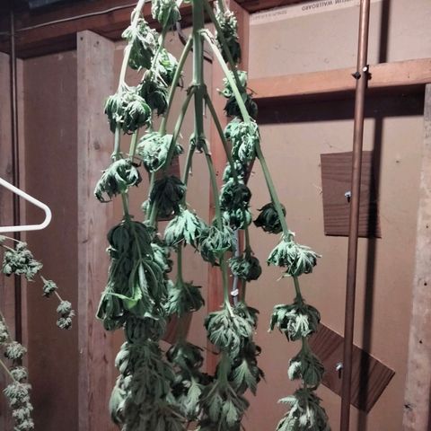 Critical 1 growlog timeline photo