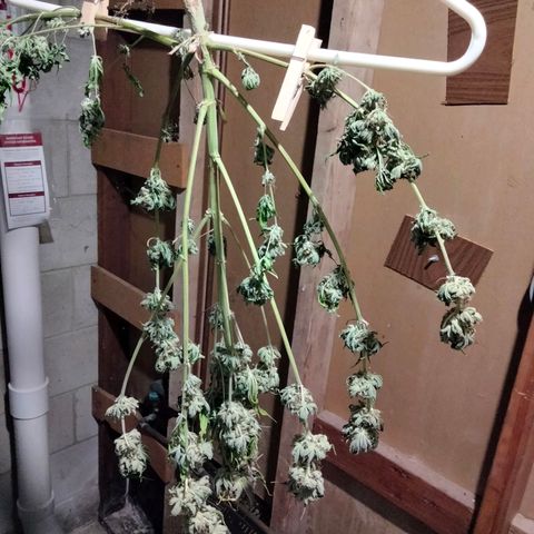 Special 1 growlog timeline photo