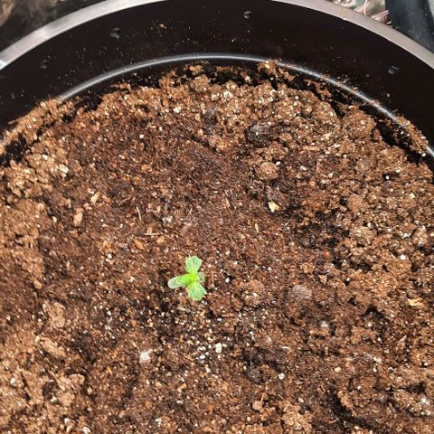 Blueberry xxl auto growlog timeline photo