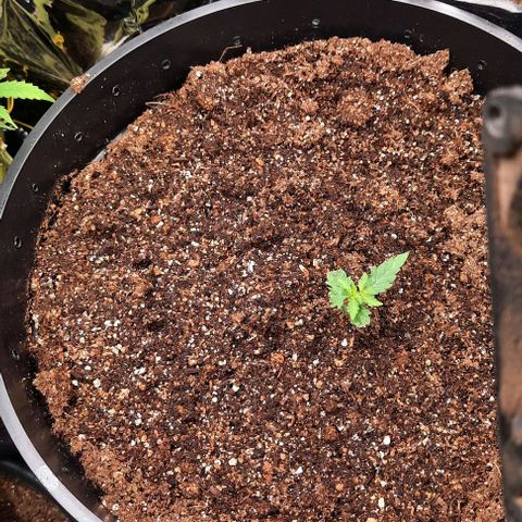 Blueberry xxl auto growlog timeline photo