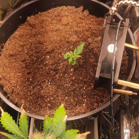 Blueberry xxl auto growlog timeline photo