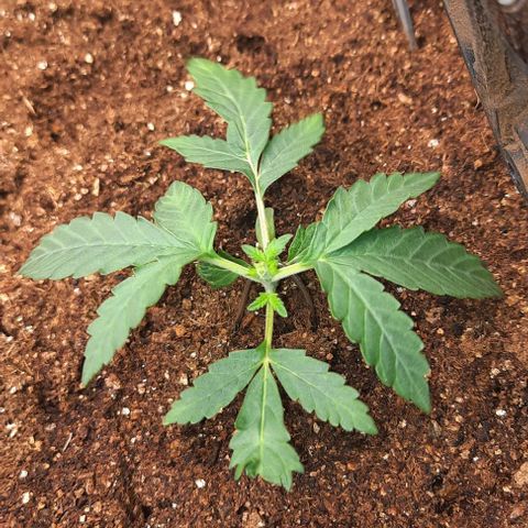 Blueberry xxl auto growlog photo: Poda top terceiro nó
