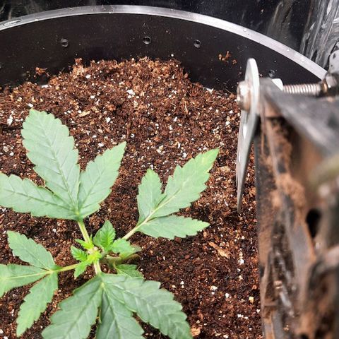 Blueberry xxl auto growlog timeline photo