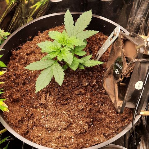 Blueberry xxl auto growlog timeline photo