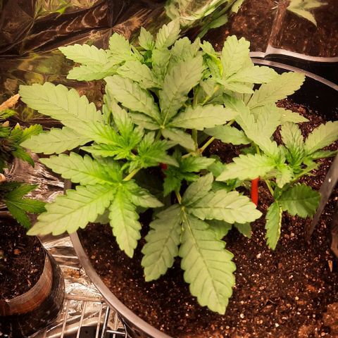Blueberry xxl auto growlog timeline photo