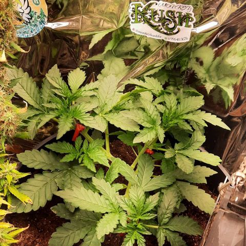 Blueberry xxl auto growlog timeline photo