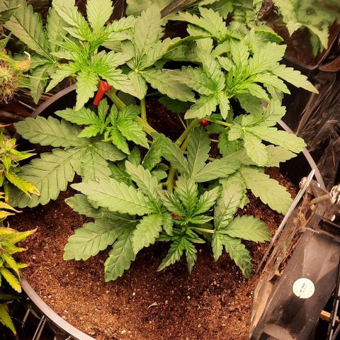 Blueberry xxl auto growlog timeline photo