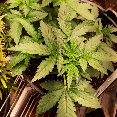 Blueberry xxl auto growlog timeline photo