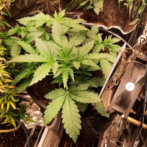 Blueberry xxl auto growlog timeline photo