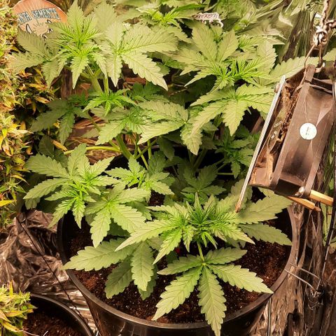 Blueberry xxl auto growlog timeline photo