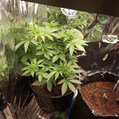 Blueberry xxl auto growlog timeline photo