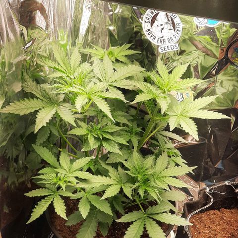 Blueberry xxl auto growlog timeline photo
