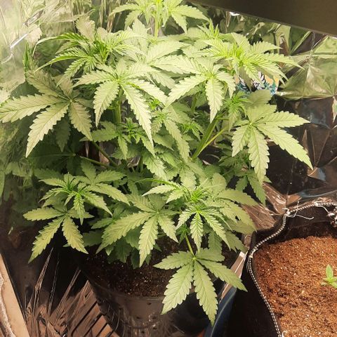 Blueberry xxl auto growlog timeline photo
