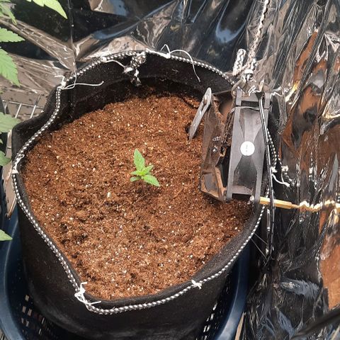 Lebron Haze XXL Auto growlog timeline photo