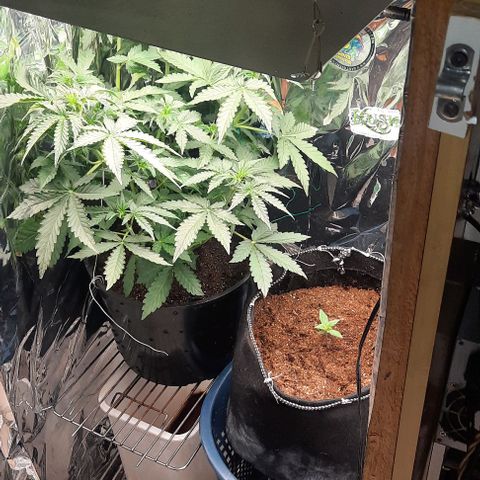 Blueberry xxl auto growlog timeline photo